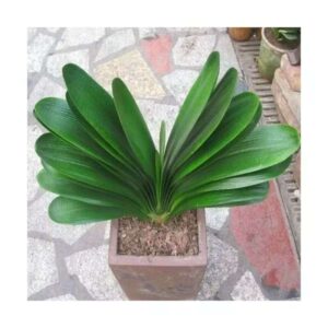 Tropical Foliage Potted Ornamental Plant